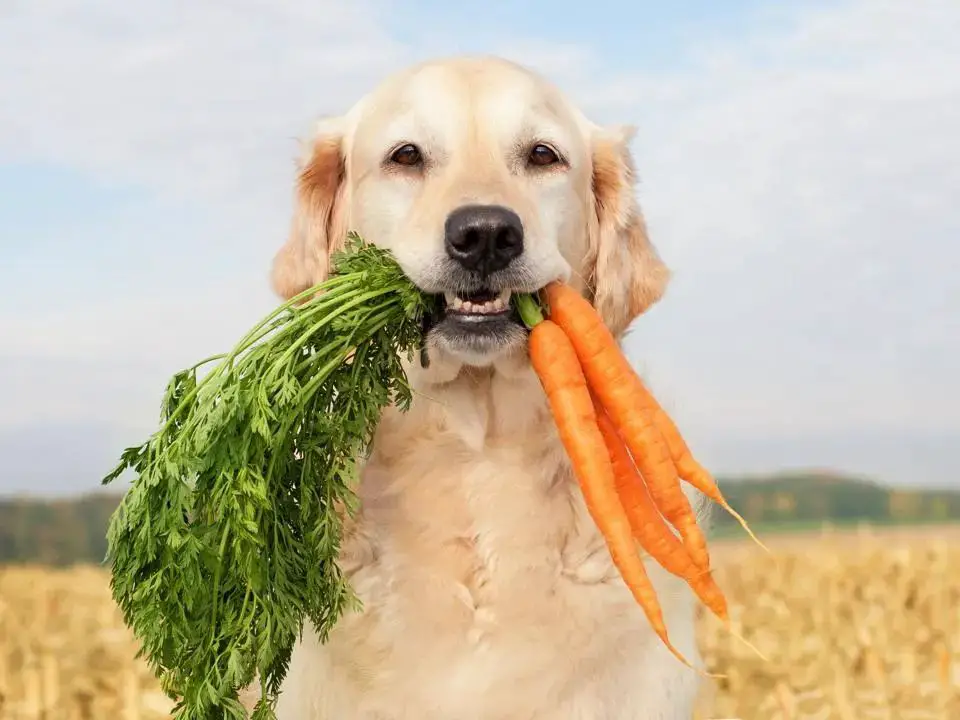 a dog eating vegetables