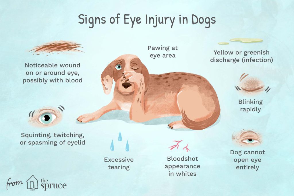 a dog excessively blinking one irritated eye