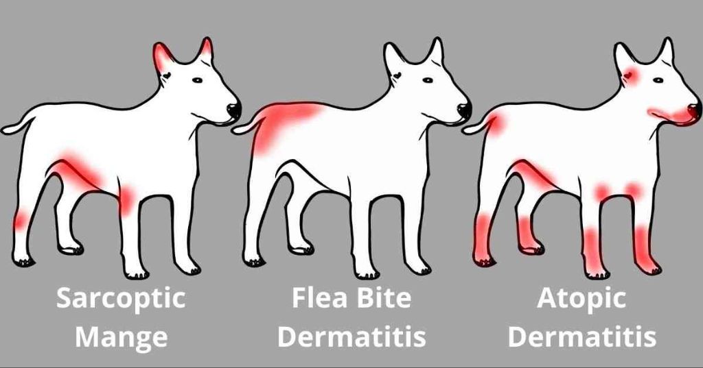 a dog excessively scratching due to skin irritation