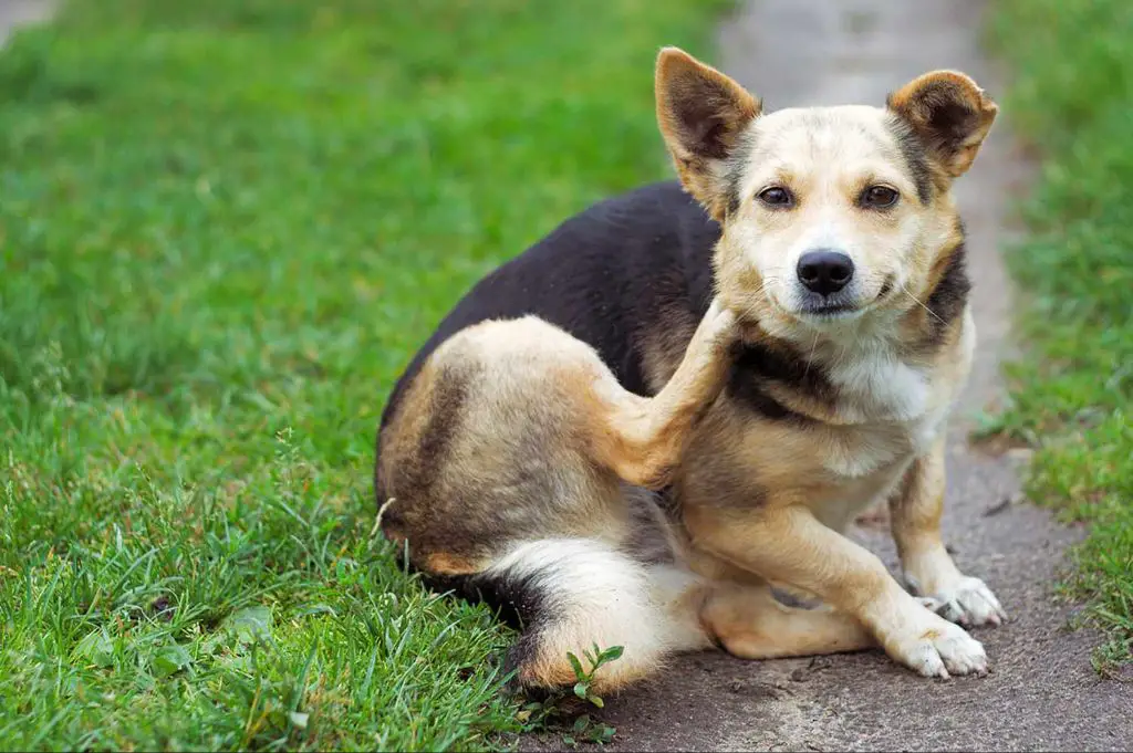 a dog excessively scratching itself due to a fungal skin infection