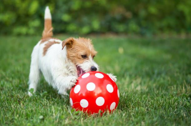 a dog excitedly playing with a bright red ball.