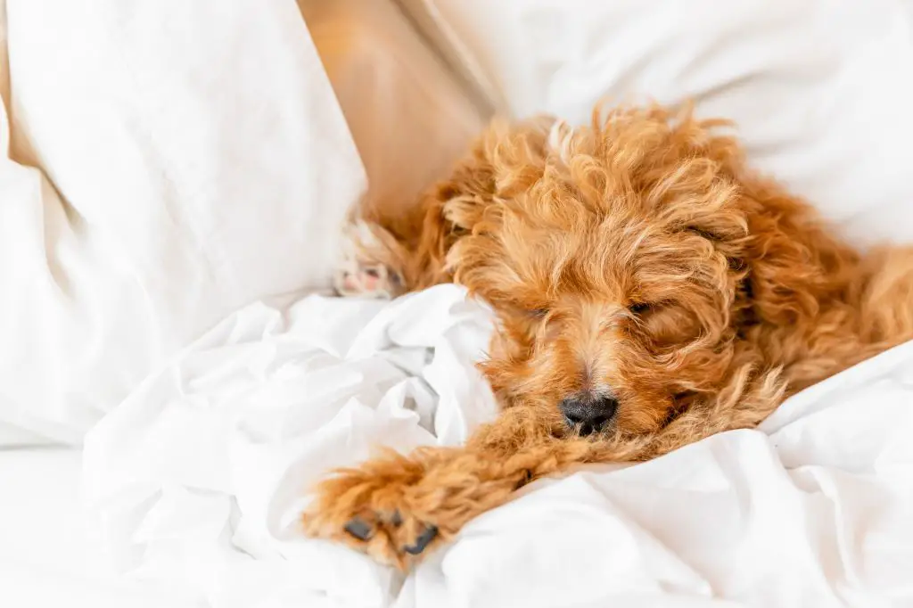 a dog exhibiting nesting behavior