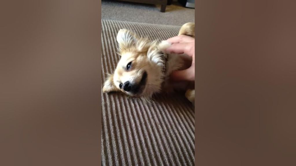 a dog falling asleep happily during a massage 