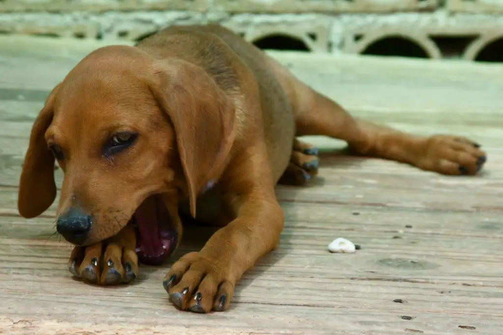 a dog flinching as their paw is touched.