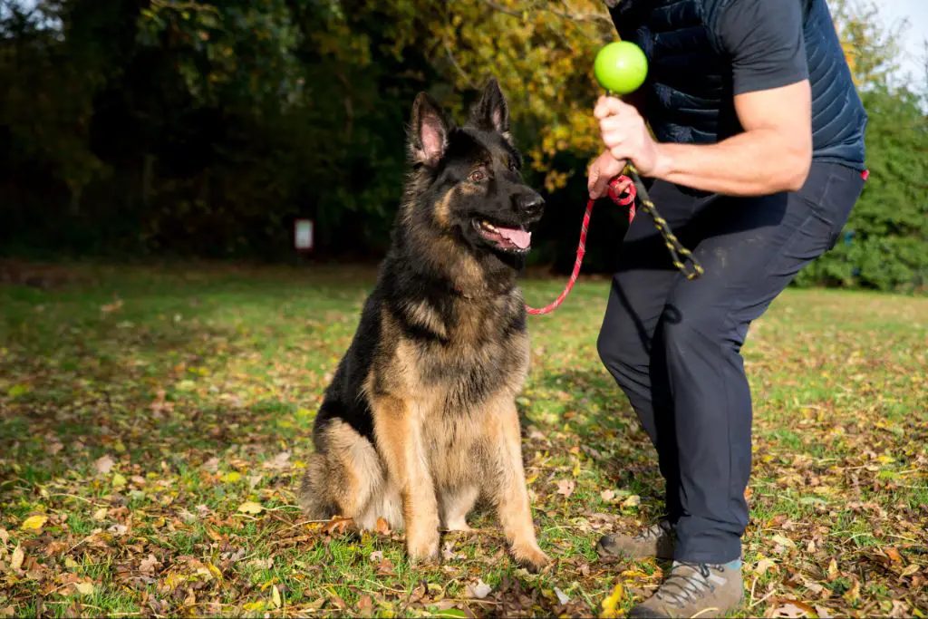 a dog focused on its owner