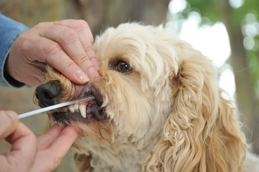 a dog getting a cheek swab dna test 