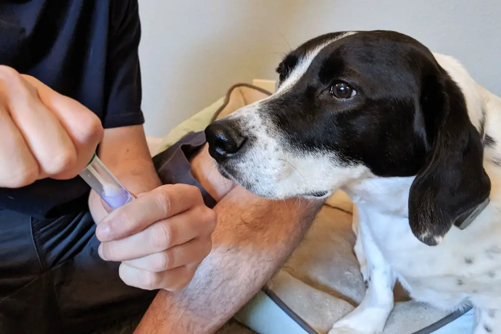 a dog getting a dna test