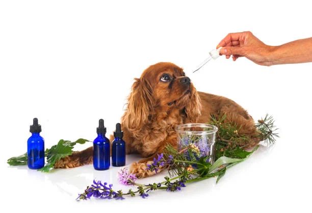 a dog getting a relaxing aromatherapy treatment during a grooming session.