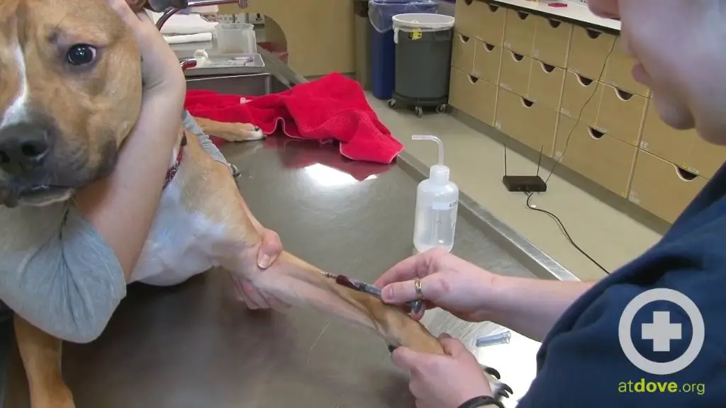 a dog getting blood drawn