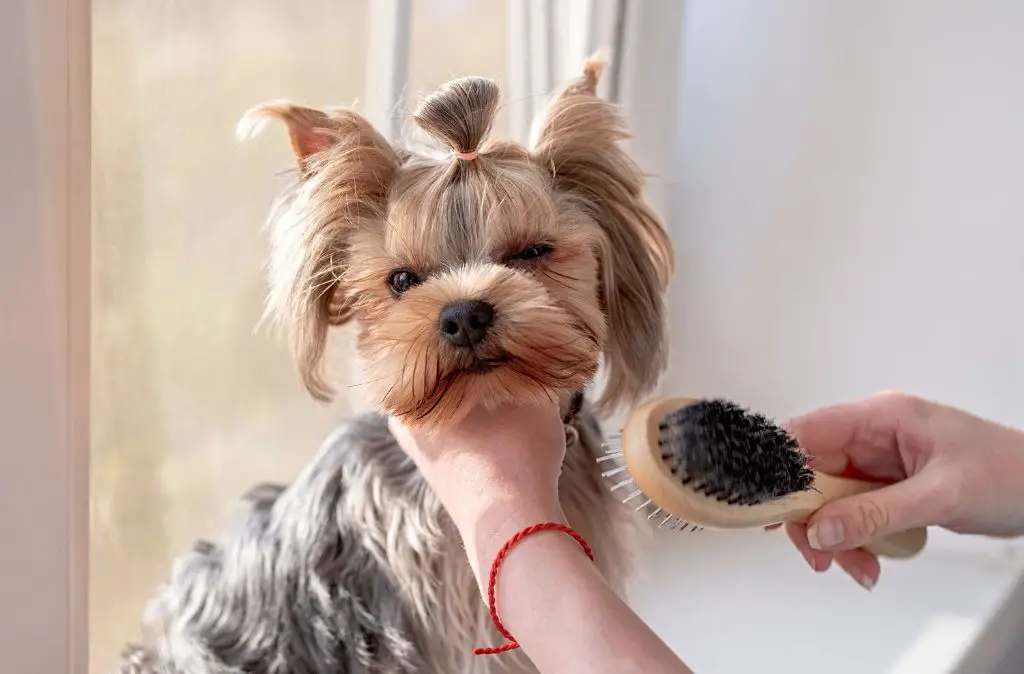 a dog getting brushed