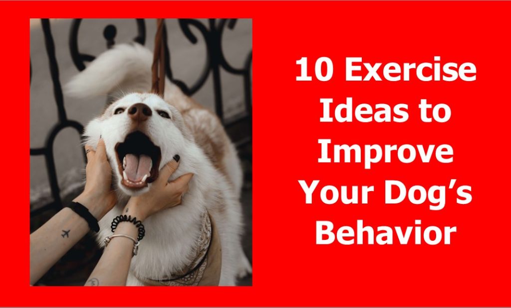 a dog getting good exercise to improve behavior