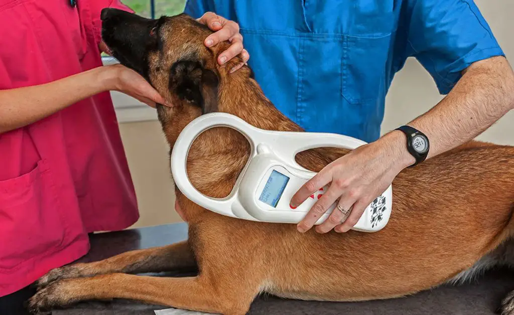 a dog getting its microchip scanned at the vet.