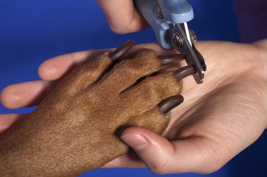 a dog getting its nails trimmed by an owner