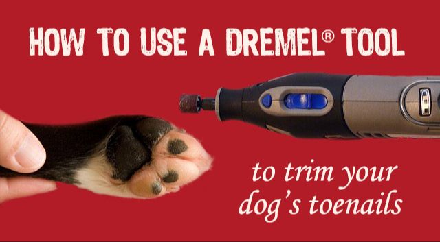 a dog getting its nails trimmed with a dremel tool.