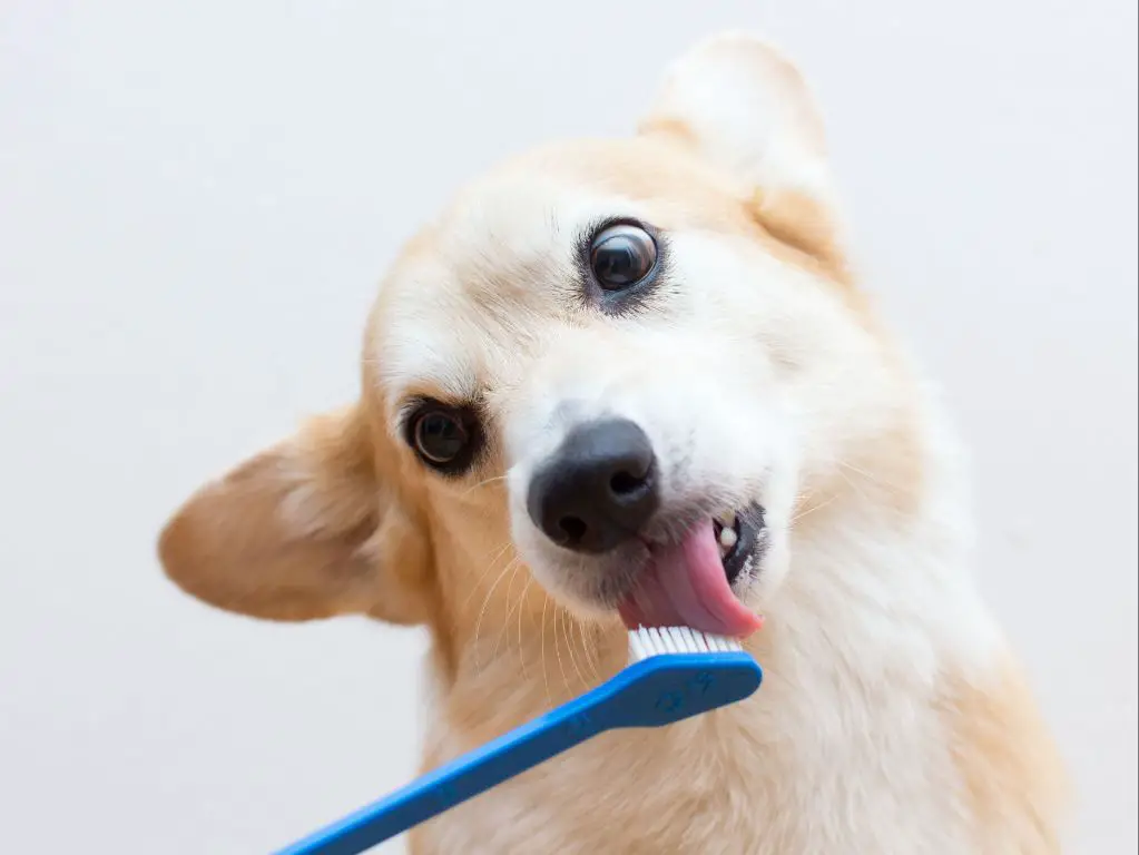 a dog getting its teeth brushed