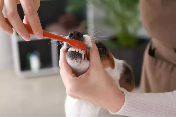 a dog getting its teeth brushed at home