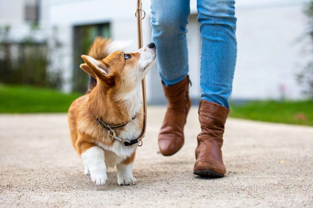 a dog going for a walk on a leash