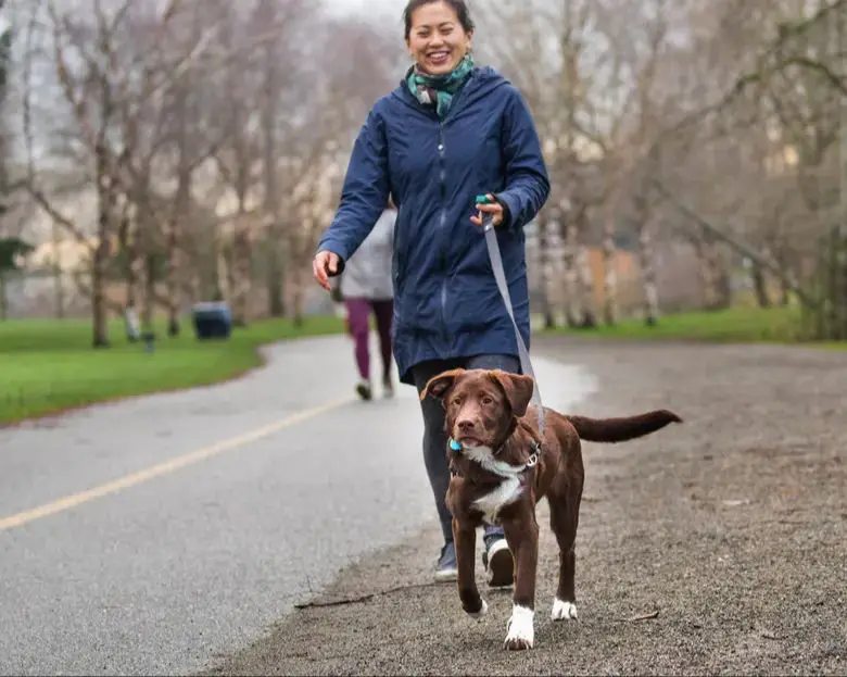 a dog going outdoors for a walk