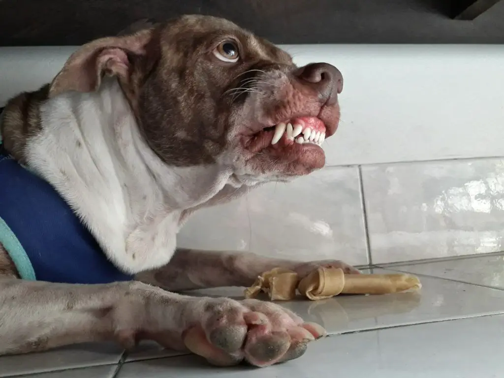 a dog growling and baring its teeth, warning signs that it may bite.