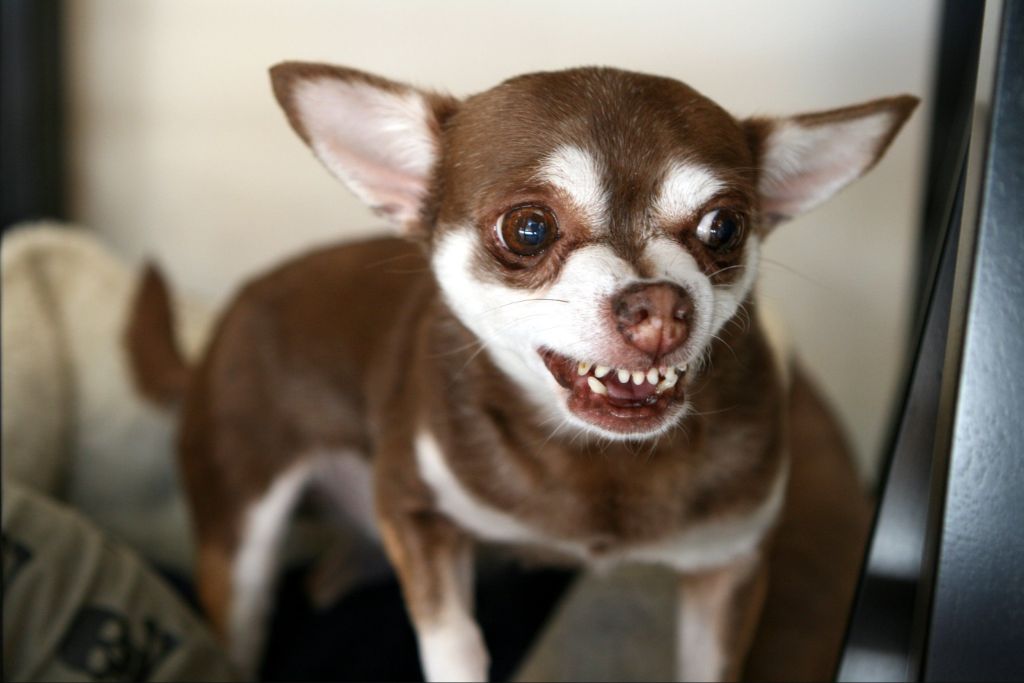 a dog growling with its teeth bared