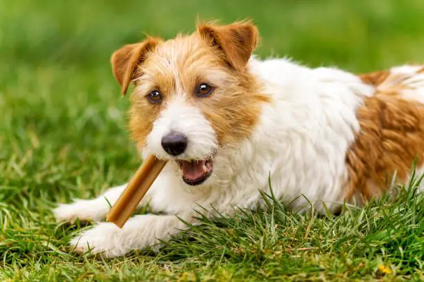 a dog happily chewing on a dental chew treat