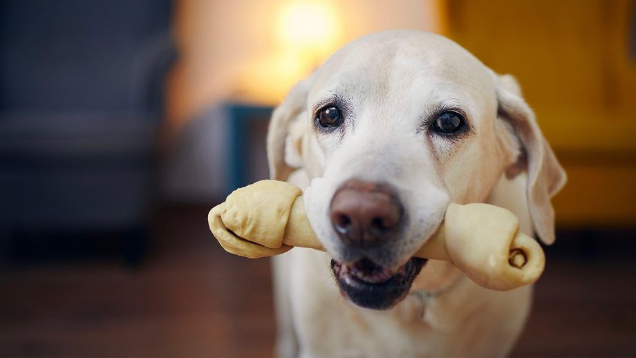 a dog happily chewing on a toy bone