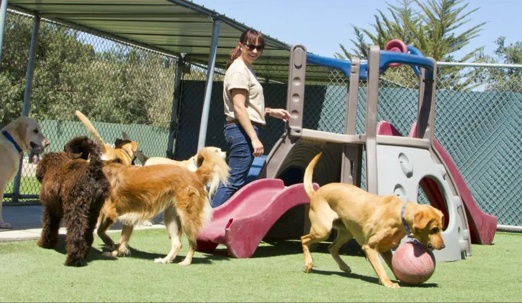 a dog happily playing at a doggie daycare facility