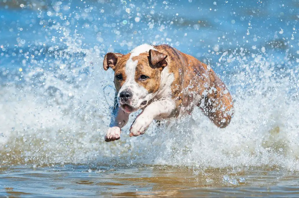 a dog happily swimming and paddling in lake michigan.