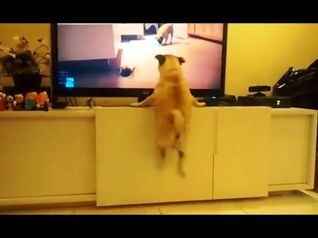 a dog happily watching a video