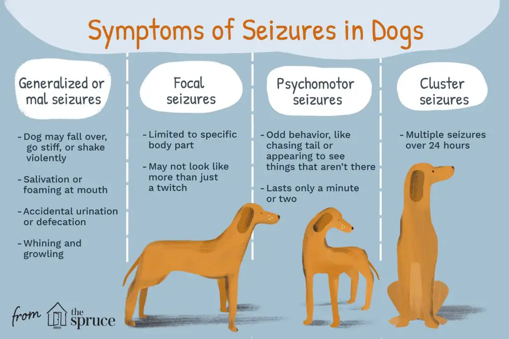 a dog having a mild focal seizure and staring into space