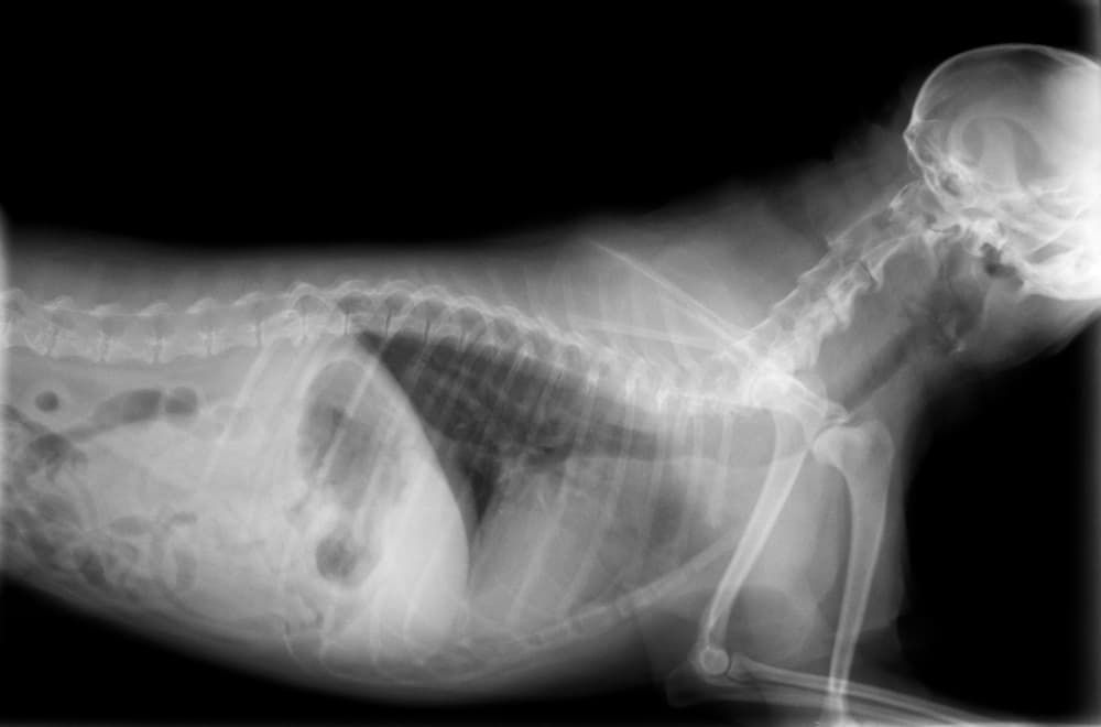 a dog having an x-ray scan while lying down