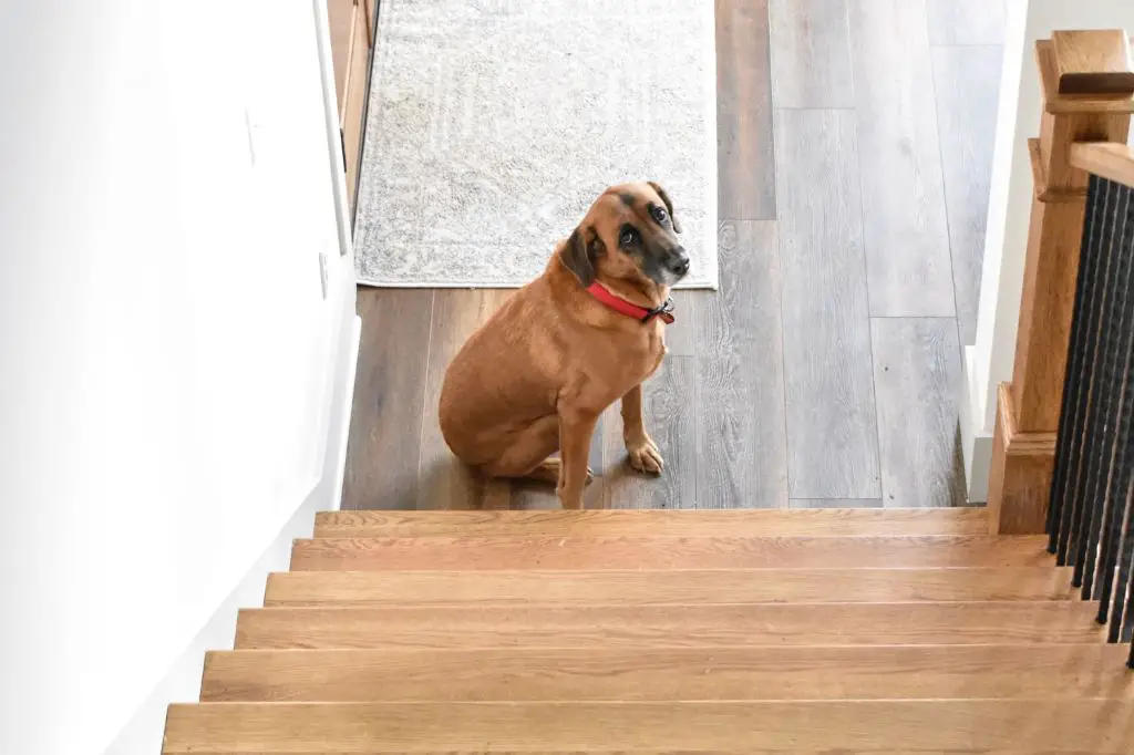 a dog having difficulty climbing stairs