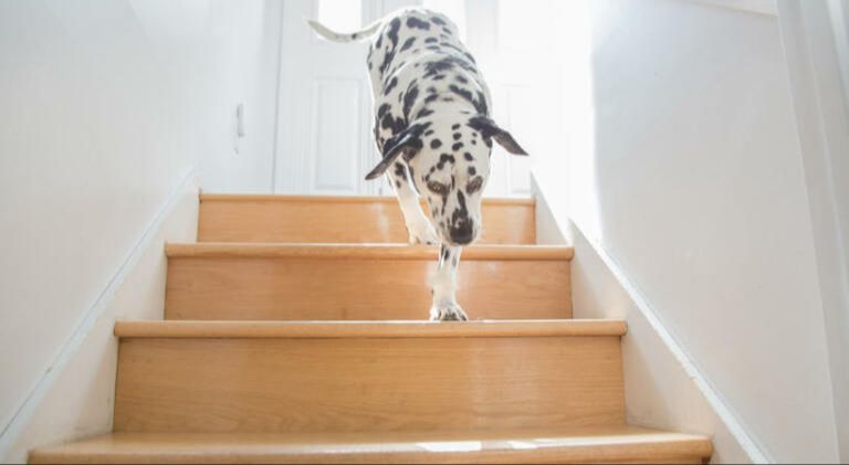 a dog having difficulty going up stairs