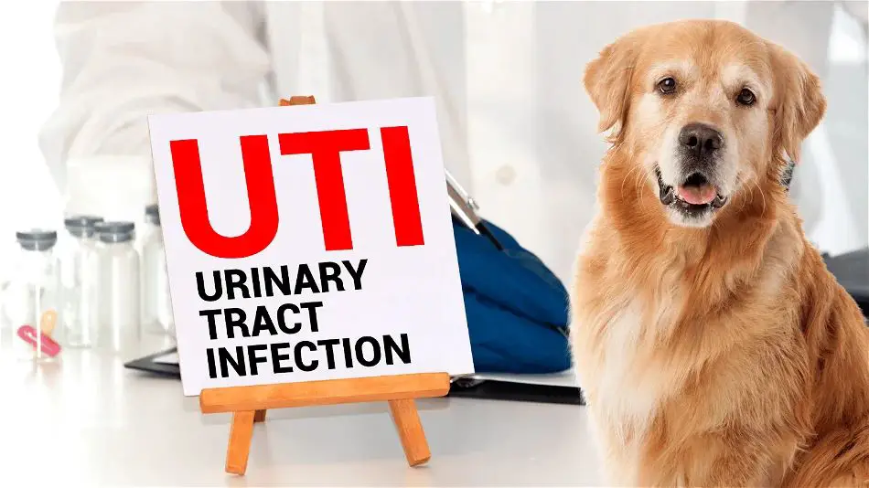 a dog having its genital area gently cleaned to prevent utis