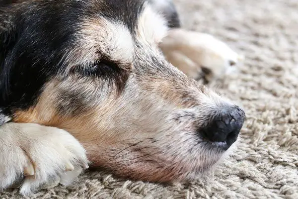 a dog having its nose wiped