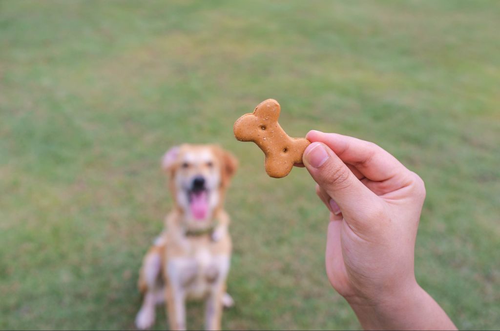 a dog having its paw held while treats are given as positive reinforcement during training