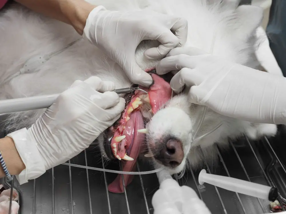 a dog having its teeth cleaned by a veterinarian