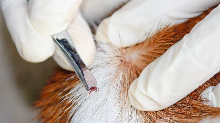 a dog having ticks removed with tweezers