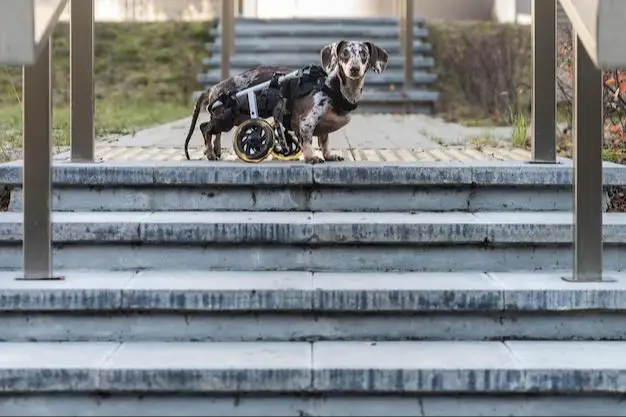 a dog having trouble going up stairs