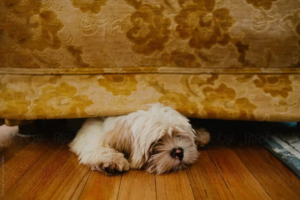 a dog hiding behind a couch