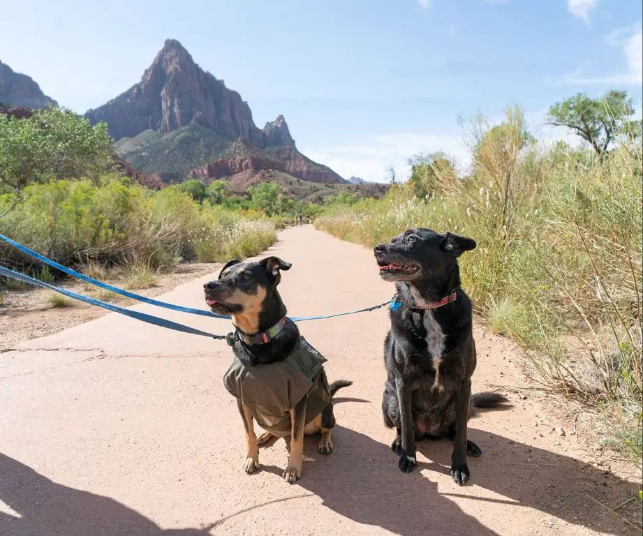 a dog hiking on a trail in zion national park