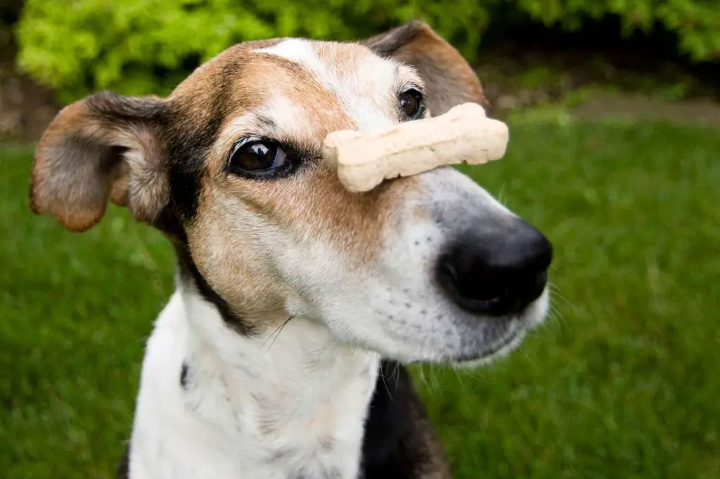 a dog ignoring a treat in front of its nose