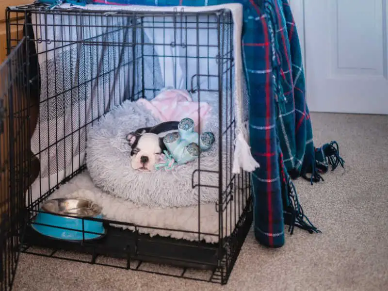 a dog in a crate with a blanket over part of it