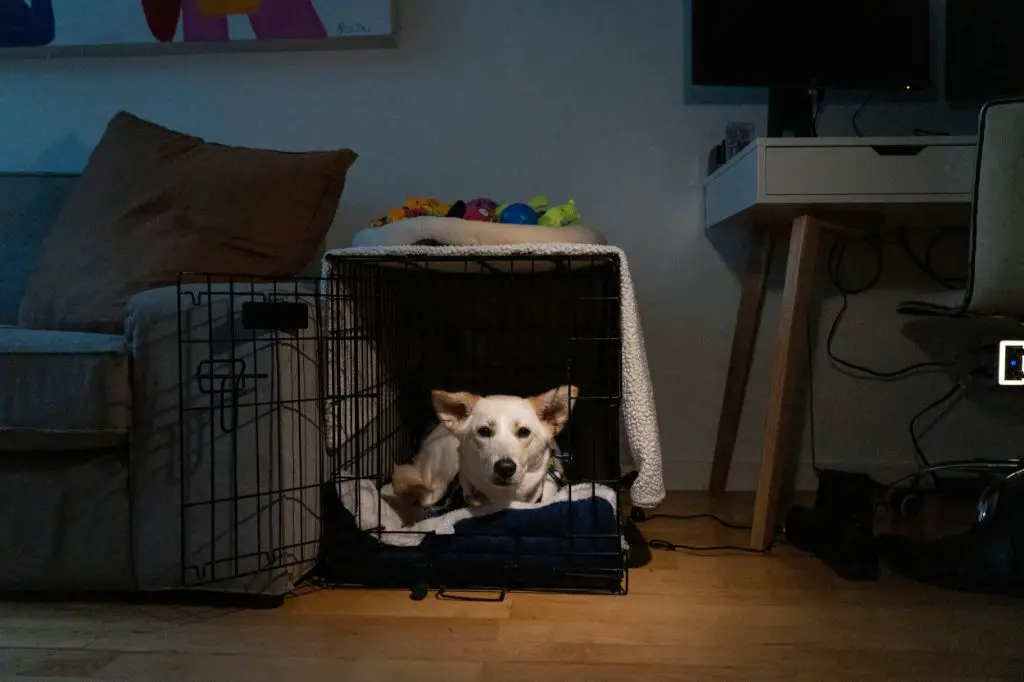 a dog in an apartment home