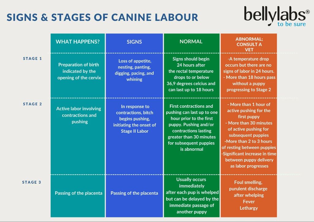 Is Your Dog's Temperature Dropping? The Telltale Sign Labor is Near Dog Lovers Hub