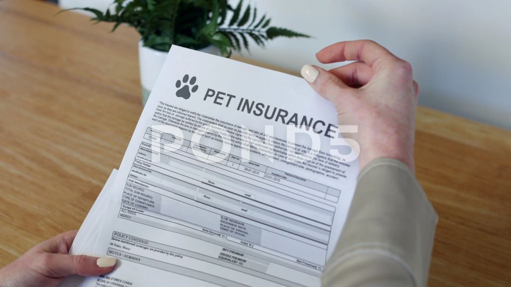 a dog insurance policy document