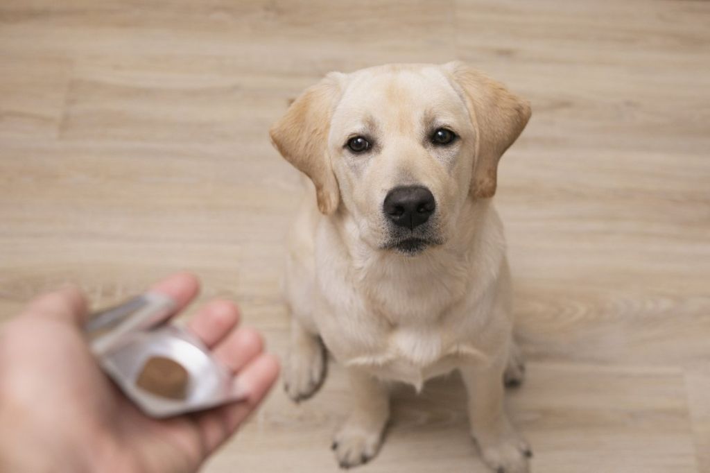 a dog is given a pill by their owner.