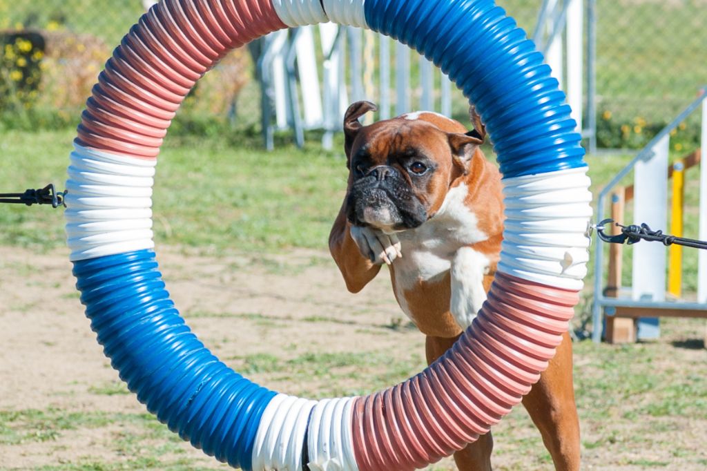 a dog jumping through a hoop.