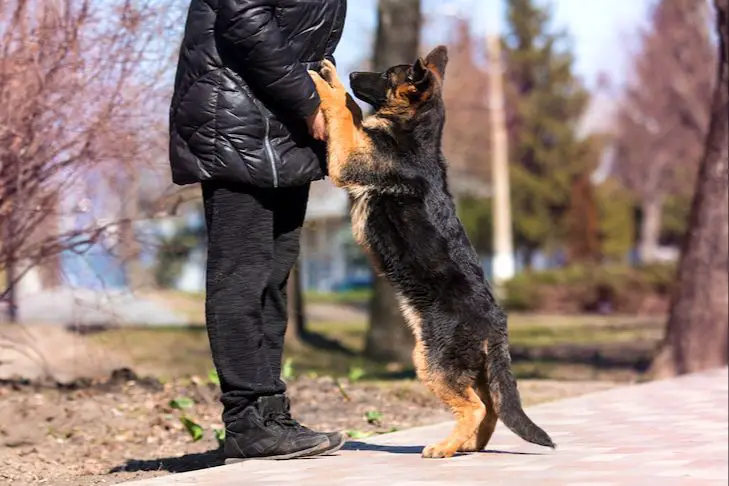 a dog jumping up on a person