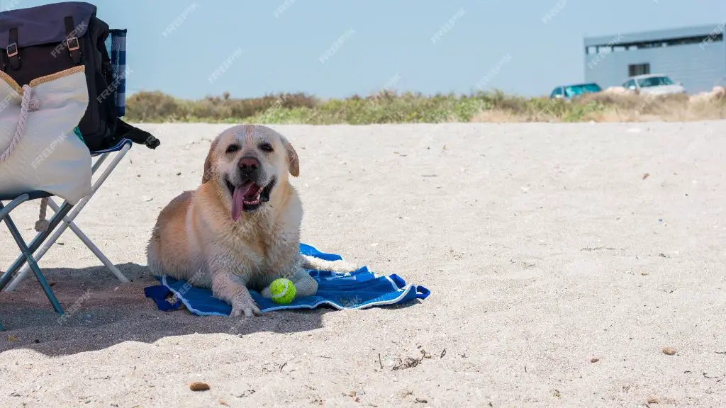 a dog laying on a beach towel